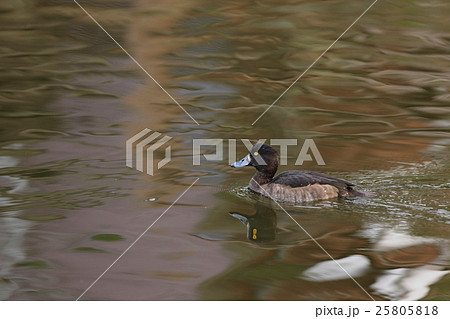 キンクロハジロ キンクロハジロ 25805818