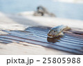 釣りたてはぜ 25805988