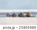 釣りたてはぜ 25805989