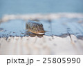 釣りたてはぜ 25805990