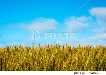 小麦畑の丘 25806285