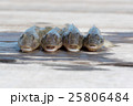 釣りたてはぜ 25806484