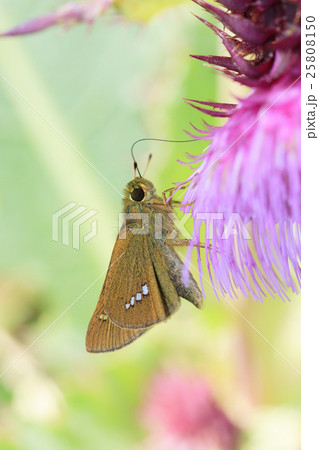 フジアザミにとまるイチモンジセセリ フジアザミにとまるイチモンジセセリ 25808150
