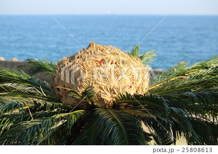 蘇鉄の雌花 蘇鉄の雌花 25808613