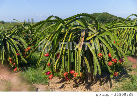 Dragon fruit or Pitaya Pitahaya plantation Dragon fruit or Pitaya Pitahaya plantation 25809539