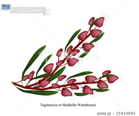 Tagimaucia Flower, The National Flower of Fiji 25810093