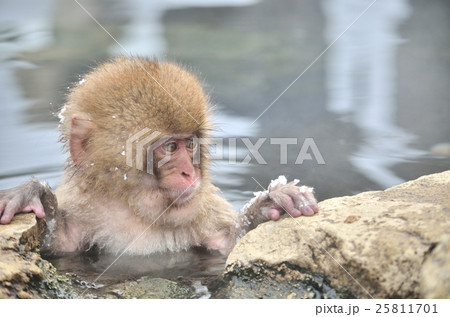 温泉に入るニホンザルの子供の写真素材