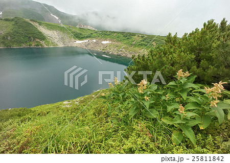 みくりが池周囲に群生するウラジロタデとハイマツ、富山県 25811842