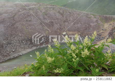 リンドウ池を背景にした高山植物のウラジロタデ 立山室堂平 富山県の写真素材