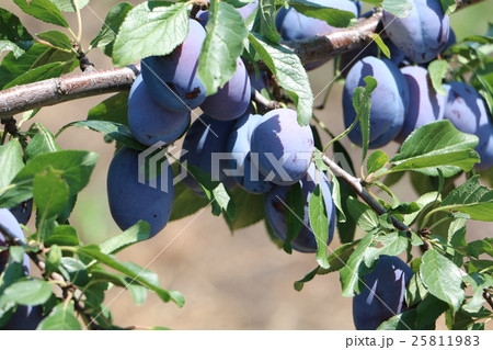 プルーンの木 果実の写真素材