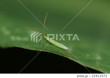 生き物 昆虫 イネホソミドリカスミカメ 緑の体に赤い触角 触角の第一節は赤と白の縦縞になっていますの写真素材