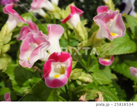 唇のような形が特徴的なトレニアは、暑さにも病害虫にも強く、花壇には欠かせない花である。 25816534