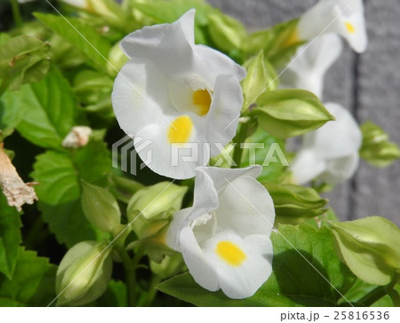 唇のような形が特徴的なトレニアは、暑さにも病害虫にも強く、花壇には欠かせない花である。 25816536