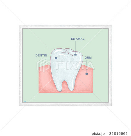 歯のポスターのイラスト素材