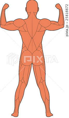 人体筋肉図 背面 のイラスト素材