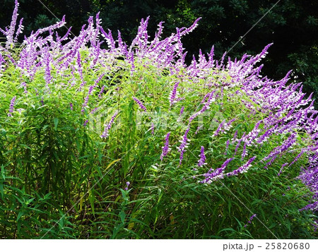 サルビア レウカンサは美しい紫色の花が咲く アメジストを思わせる花色が特徴でアメジストセージの別名もの写真素材