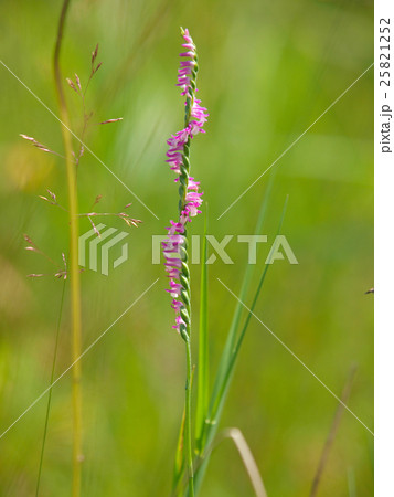 ネジバナ 25821252