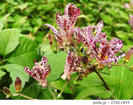 ホトトギスの花言葉は 永遠にあなたのもの 地味ながら野趣あふれる代表的な秋の山野草である の写真素材