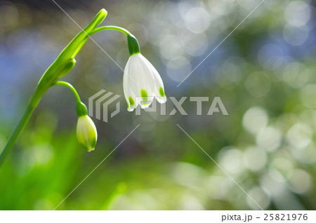 木漏れ日の中で咲くスノーフレーク 木漏れ日の中で咲くスノーフレーク 25821976