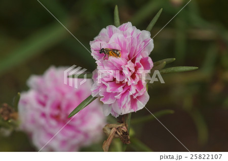 蜂 ハチ 蜜蜂 25822107