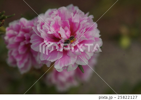 蜂 ハチ 蜜蜂 25822127