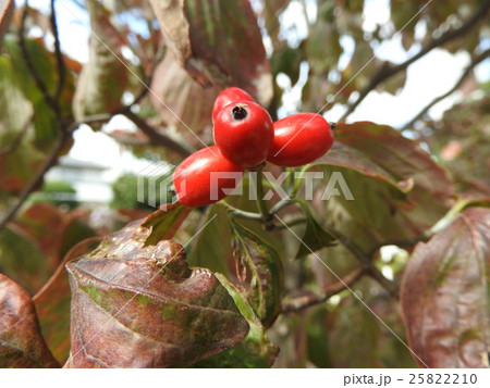 春には白やピンクの花 秋は紅葉し赤い実がなる花水木 桜の返礼にアメリカから贈られ日本に根付いた の写真素材
