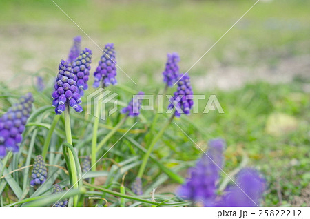 ムスカリ 25822212