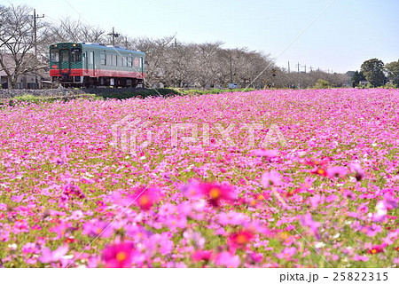 コスモス畑を走る単行列車 コスモス畑を走る単行列車 25822315