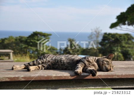 寝ている猫 25823312