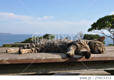 寝ている猫 25823313