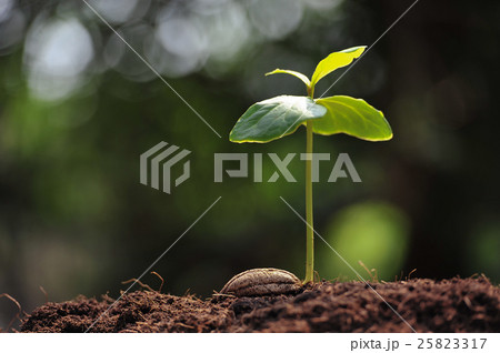 Young plant growing from seed 25823317