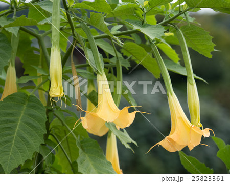 エンジェルトランペット エンジェルトランペット 25823361