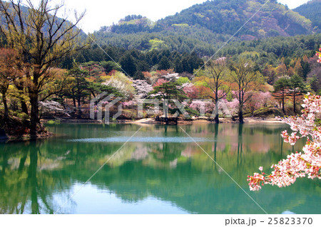 半田山自然公園の桜 25823370