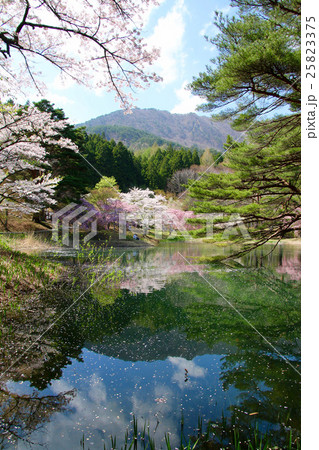 半田山自然公園の桜 半田山自然公園の桜 25823375
