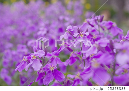 満開の紫花菜 満開の紫花菜 25823383