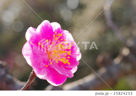梅の開花（クローズアップ） 25824253