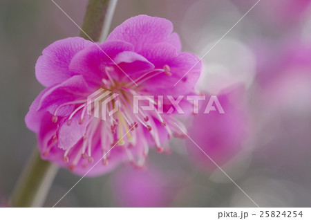 薄桃色の梅の花（クローズアップ） 25824254