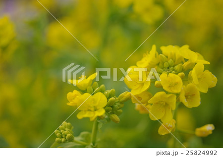 菜の花の開花 菜の花の開花 25824992