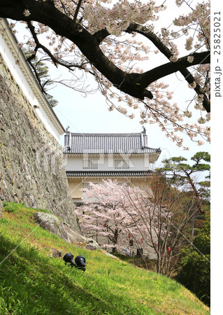 春の霞ヶ城公園 25825021