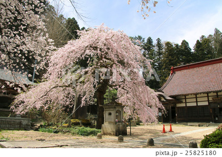 大隣寺しだれ桜（二本松市） 25825180