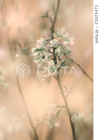 Soft blurred flower background Soft blurred flower background 25825472