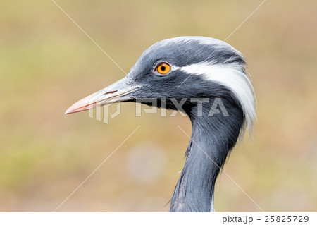 Bird Demoiselle Crane (Anthropoides virgo) 25825729
