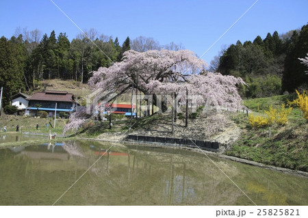 中島の地蔵桜 25825821