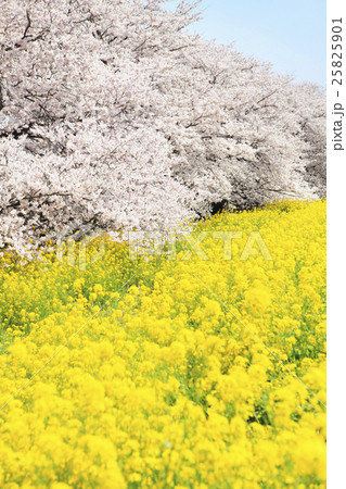 熊谷桜堤のソメイヨシノと菜の花 25825901