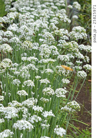 ニラの花 ニラの花 25825971