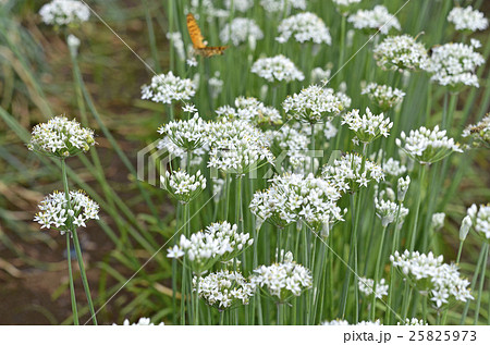 ニラの花 ニラの花 25825973