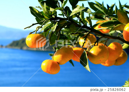 瀬戸内みかん 瀬戸内みかん 25826062