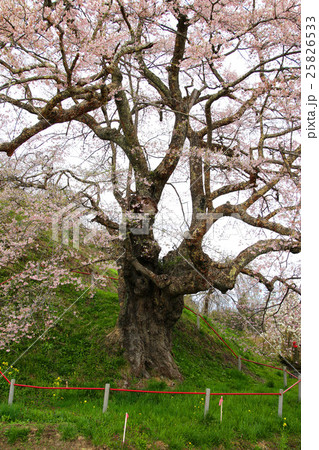 是哉寺地蔵桜 25826533