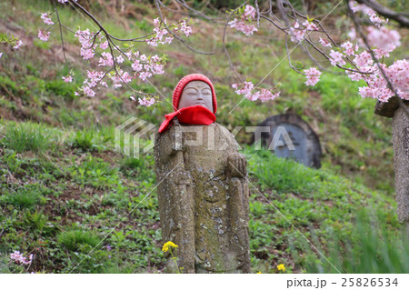 是哉寺地蔵桜 25826534