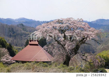 山田の天王桜（田村市） 25826942